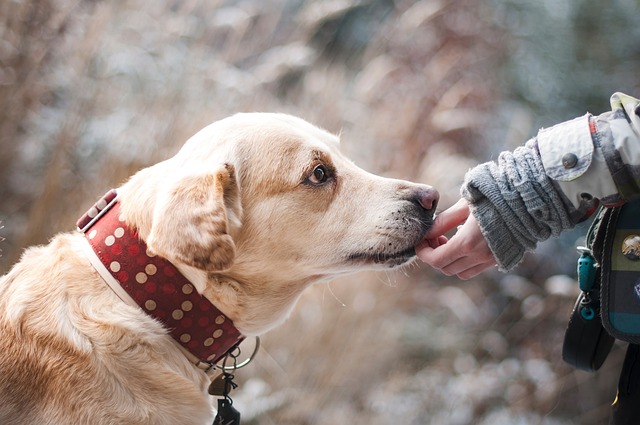 races chien coeur en or