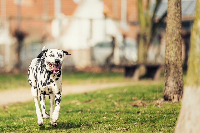 races chien horripilantes