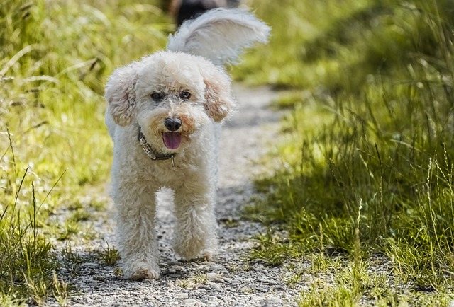 races chien respecter règles de la maison