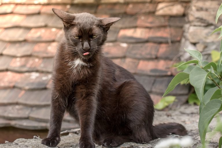 races de chat exotiques