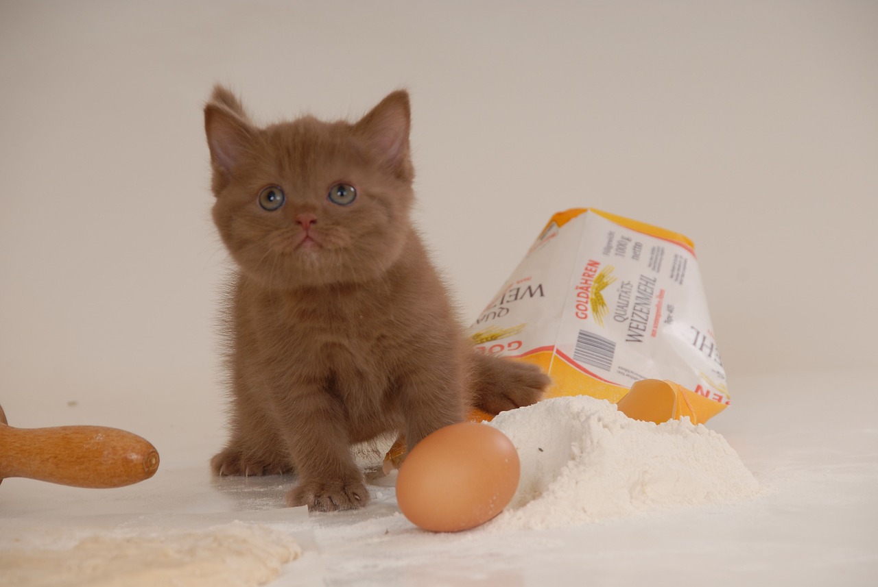 races de chat faire craquer