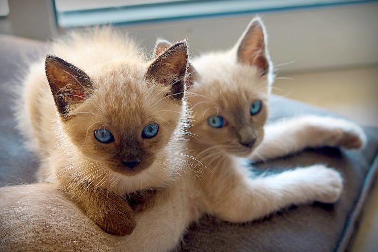 races de chat fusionnelles avec leur maître