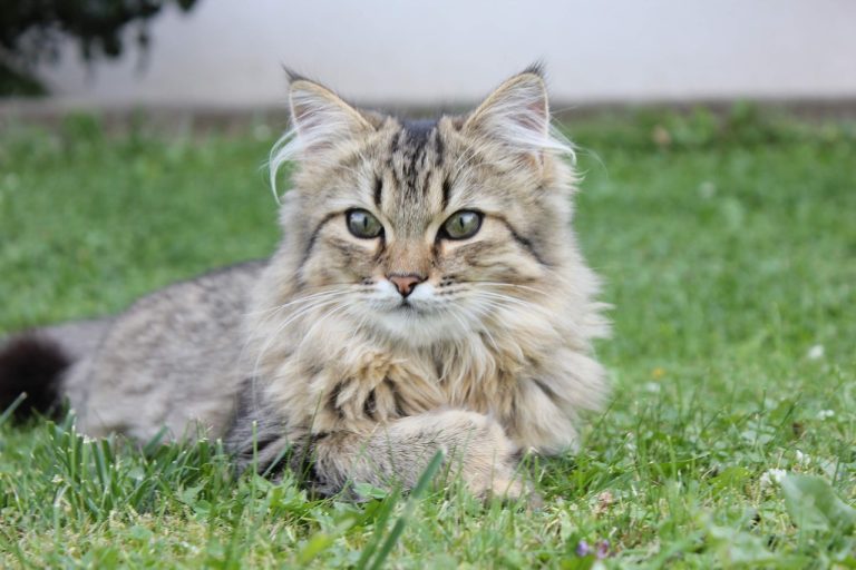 races de chat mal à respecter les règles