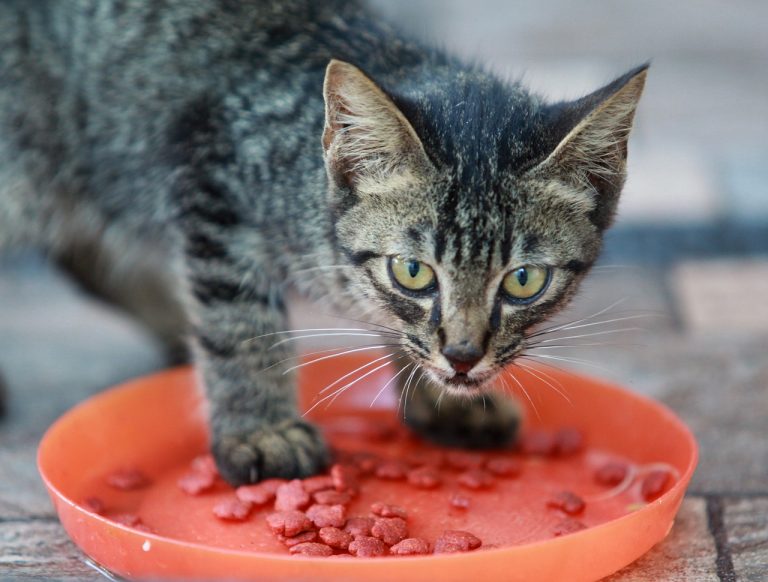 races de chat mangent beaucoup de croquettes