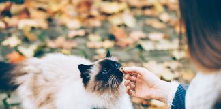 races de chat feraient pas de mal à une mouche