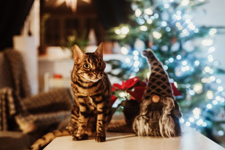 races de chat s’en prendre sapin de Noël