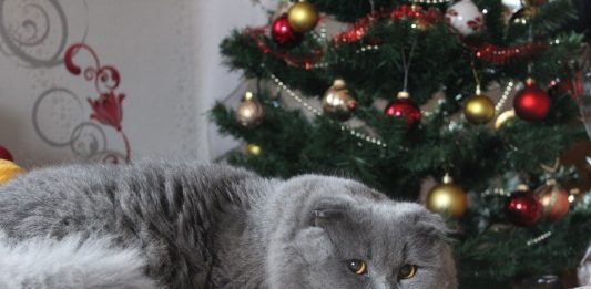 races de chat toucheront pas sapin de Noël