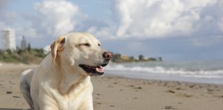 races de chien accueillantes