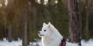 races de chien attendent flocons