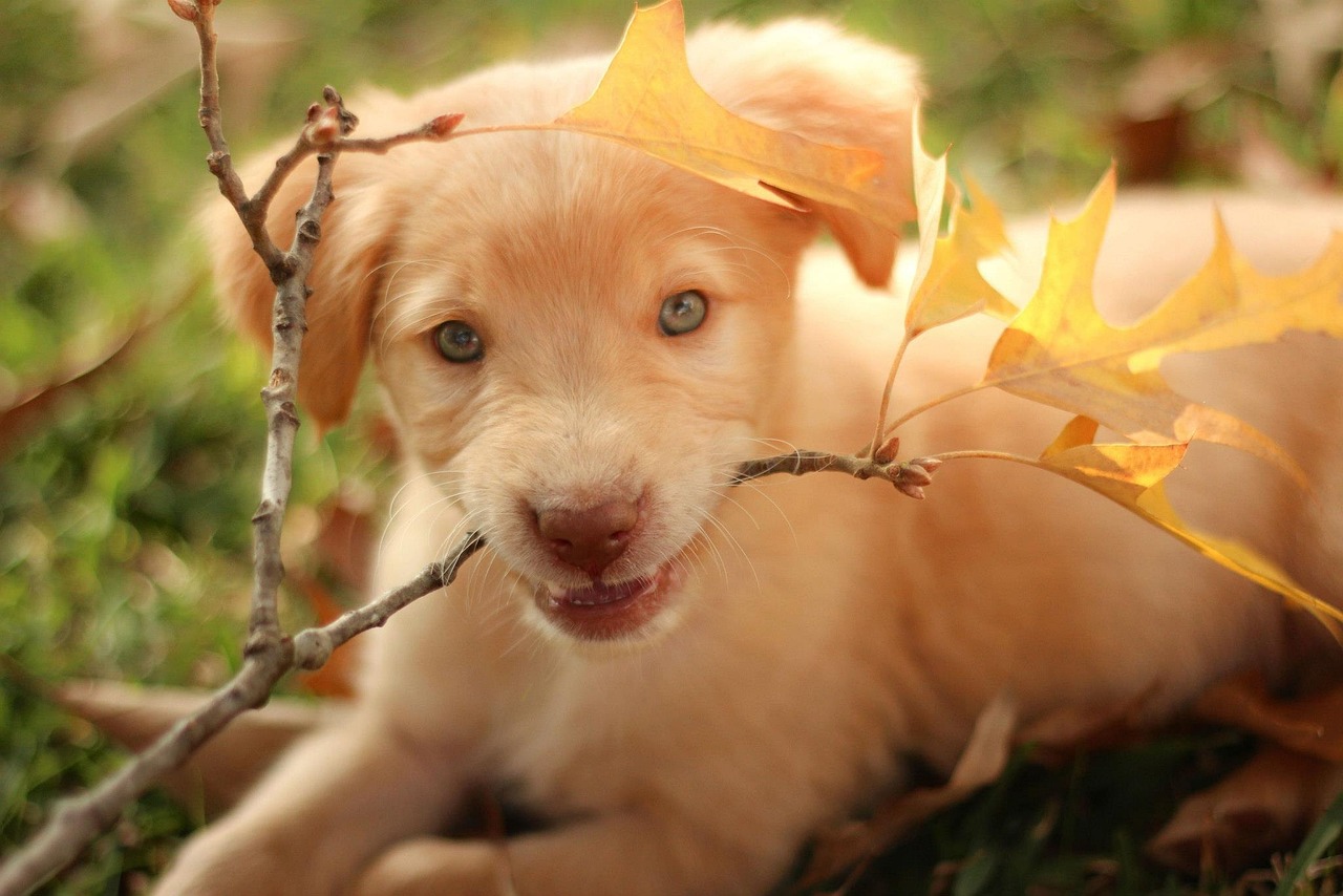 races de chien coeur en or