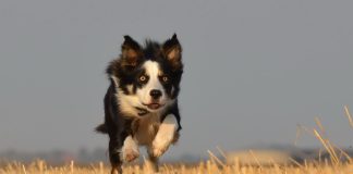 races de chien énergie à revendre