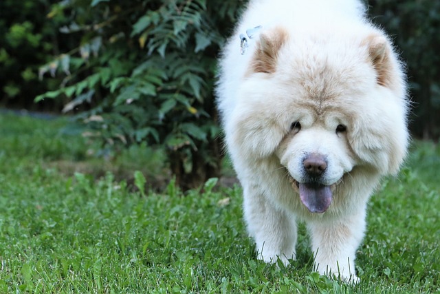 races chien faire voir de toutes les couleurs