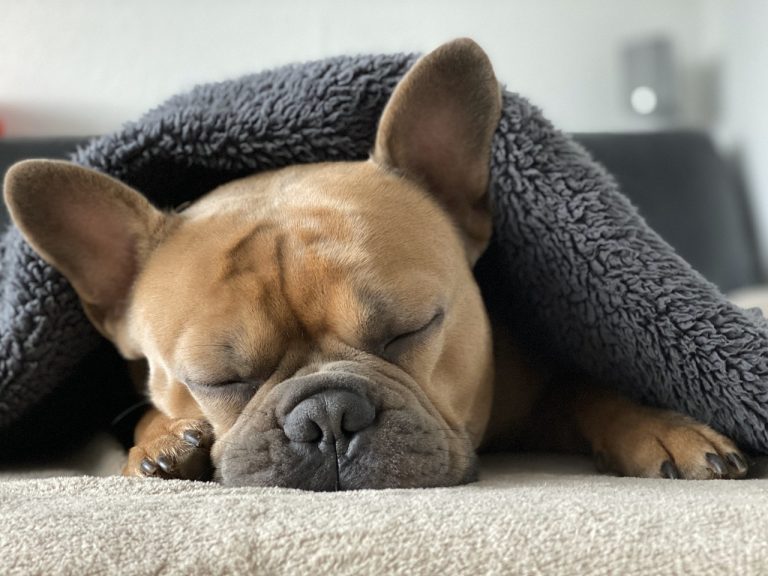 races de chien de grosses dormeuses