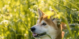 races de chien moins démonstratives