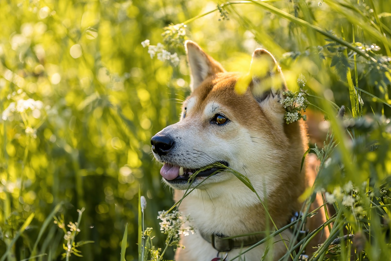 races de chien moins démonstratives