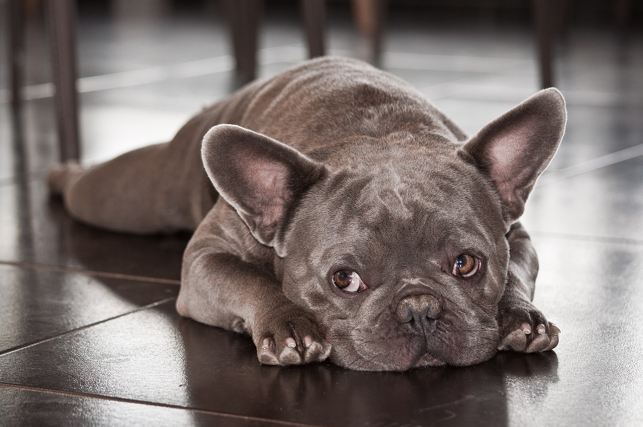 races de chien paisibles