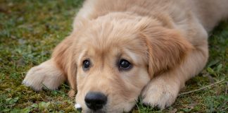 races de chien qui sont des petits anges