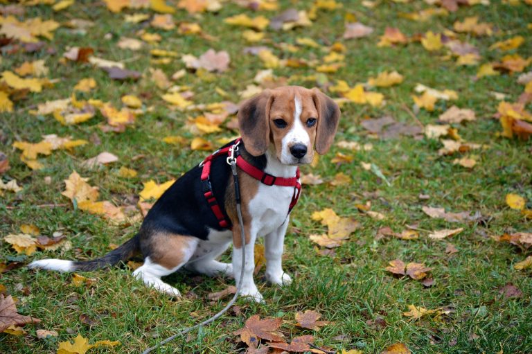 races de chien toujours pleine forme