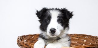 races de chien qui sont les plus patientes