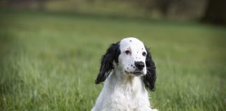 races de chien les plus prisées