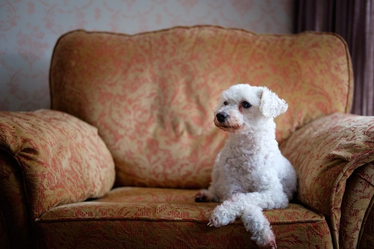 races de chien respecter règles de la maison