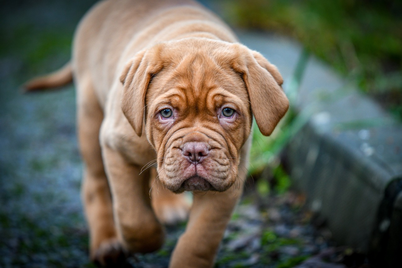 races de chien sereines