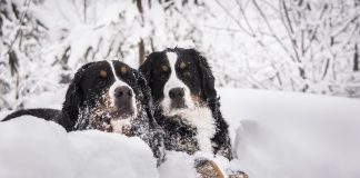 races de chien ski