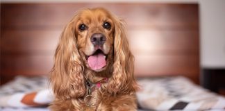 races de chien qui tiennent le plus à leur maître