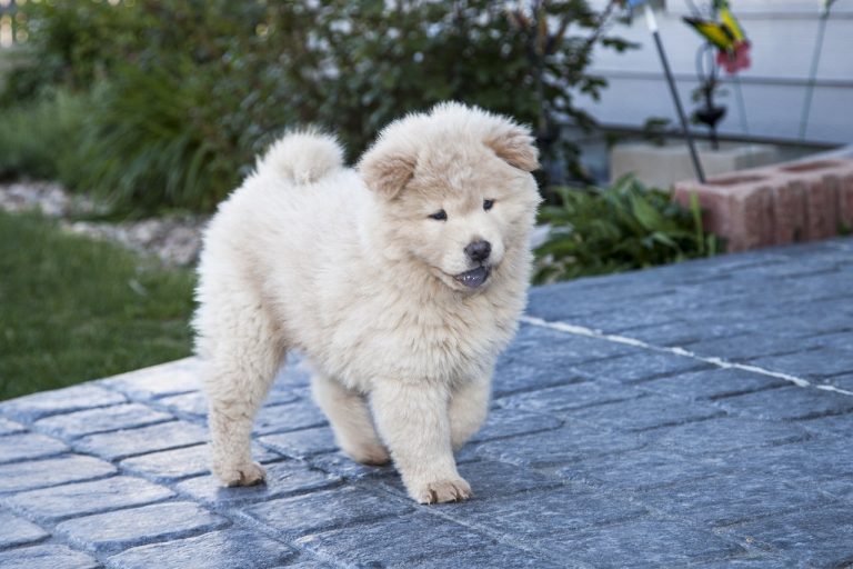 races de chien faire voir de toutes les couleurs