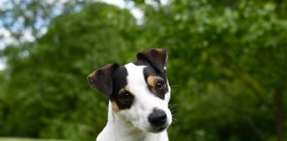 races de chien vraies tornades