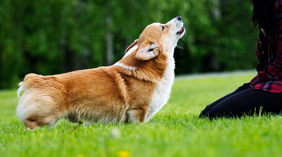 apprendre à votre chien à aboyer sur commande