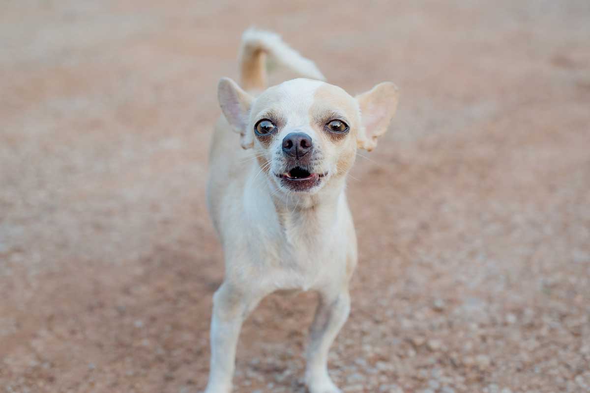 apprendre à votre chien à aboyer