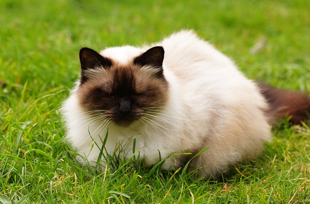 chat débarrasser rongeurs