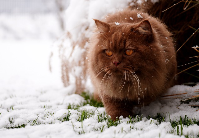 chat pas air amicale