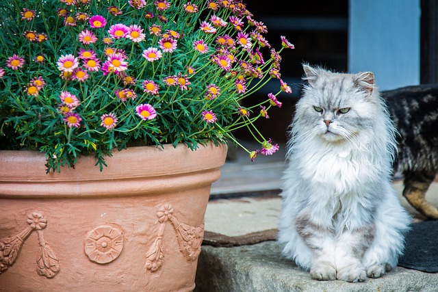 chat pas de risques