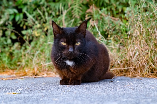 chat populaire