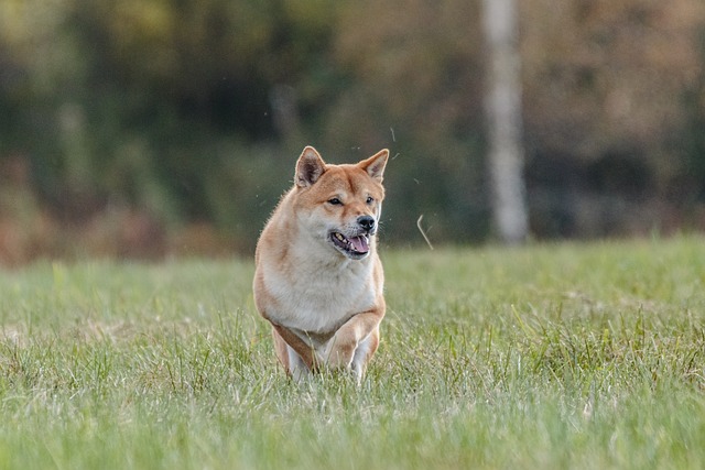 chien besoin isoler