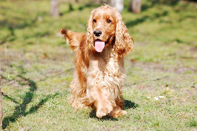 chien pas à tous les foyers