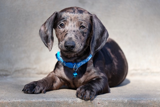 chien débarrasser rongeurs