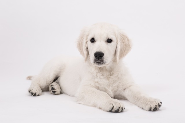 chien envahir votre espace