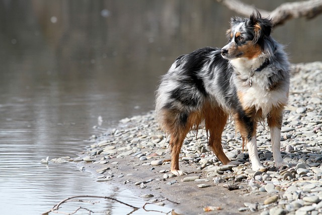 chien fatiguer physiquement