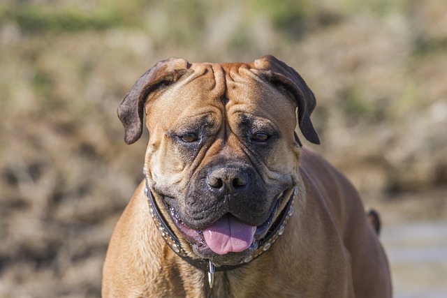 chien pas l'air sympa