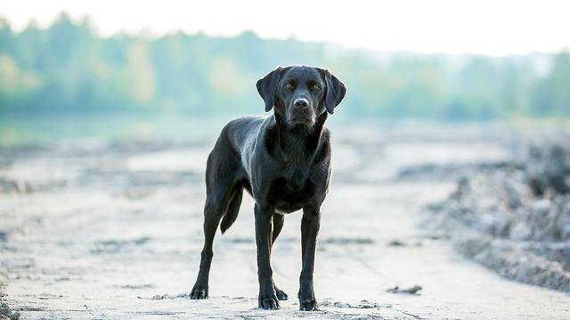 chien prendre la fuite