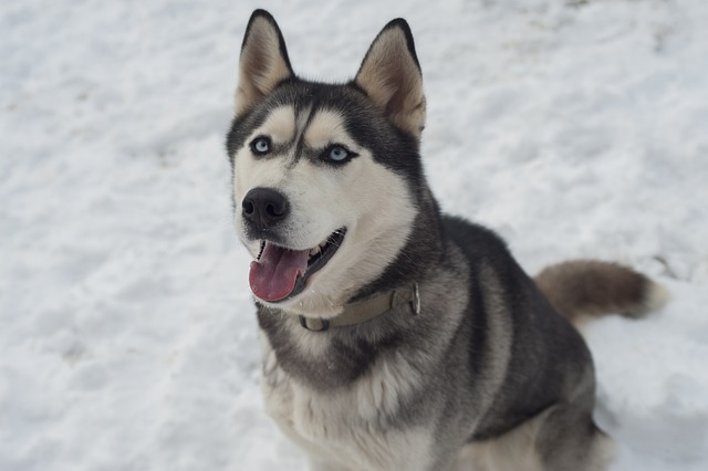 chien prendre tout votre temps