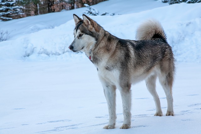 chien passer de votre présence