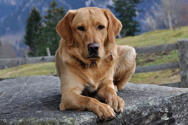 chien toujours dans vos pieds