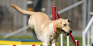 Entraînement à l'agilité pour chiens