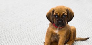 éducation d'un chiot