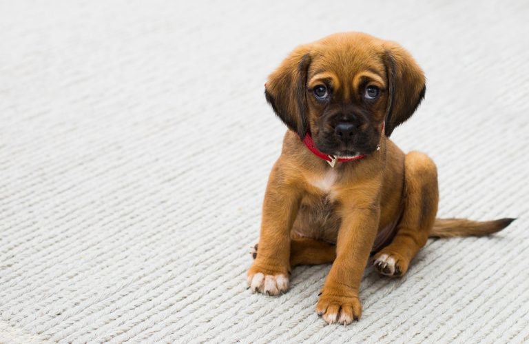 éducation d'un chiot