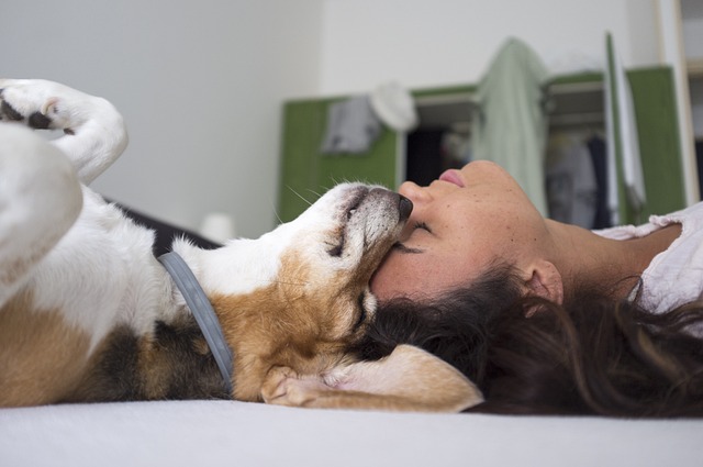 plaisir à votre chien